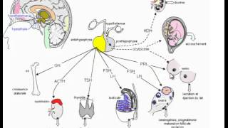 à quoi sert lhypophyse  avec astuce memorisation  Dr Astuce [upl. by Doreg964]