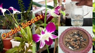 How To Care Orchid Plant  Perfect Potting Mix  Full Guide About Orchid  One Fertilizer For All [upl. by Cass39]