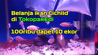 Unbungkus 10 Ekor Ikan Cichlid Aulonocara [upl. by Neeruan]