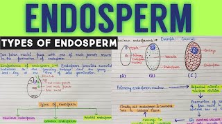 Endosperm  what is endosperm and its type  endosperm development in plant [upl. by Eibot]