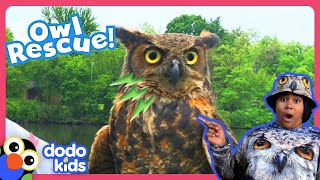 This Owl Is Trapped On The Ground And Needs A Rescue  Dodo Kids  Rescued [upl. by Nancey973]