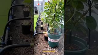 Garden Fogger Irrigation System Installation [upl. by Alyl]