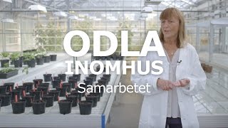 ODLA INOMHUS – Samarbetet [upl. by Burnight]