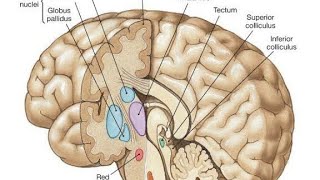 Basal ganglia corpus striatum [upl. by Lindsay640]