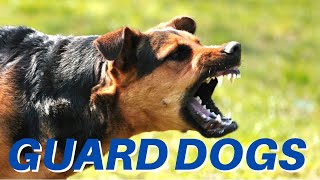 DOGS BARKING Angry Dogs  Real Guard Dogs  Defending You Free Download MP3 [upl. by Eido]