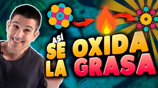 ¿Cómo Se Quema La GRASA🔥Claves Para Oxidar MÁS GRASA🔥Fisiología EXPLICADA🤓 [upl. by Eserahs]