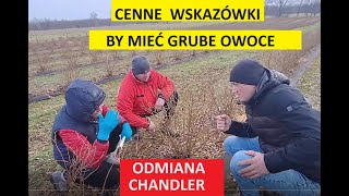 Cenne Wskazówki w Nawożeniu Borówki Amerykańskiej [upl. by Geof]