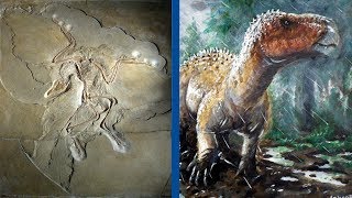 The Most Important Discoveries in Paleontology  Part 1 [upl. by Isayg756]