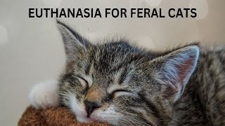 Euthanasia For Feral Cats Compassion Or Cruelty Is Animal Euthanization Ethical 😻❤️ [upl. by Spooner]