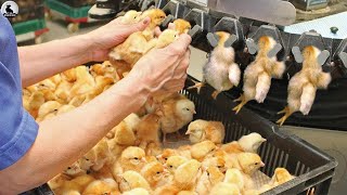 Se crían millones de pollos  Transportada a las fábricas de pollo de esta manera [upl. by Iffar]