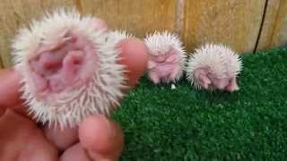 Erizos Bebes  Los primeros dias de un Erizo  Newborn hedgehogs with [upl. by Shipp]