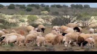 Dorper Sheep Thrive in Outback Australia [upl. by Leff]