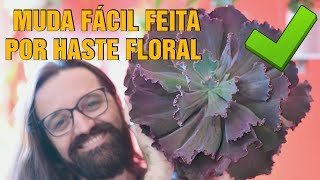 Como fazer MUDAS de SUCULENTAS Echeveria  haste floral [upl. by Zoba]