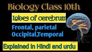 Unlocking the Brain Understanding the Four Lobes of the CerebrumquotExplained in Hindi and urdu [upl. by Adamis]