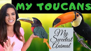 MY PET TOUCANS My Ivory Billed Aracari and Toco Toucan [upl. by Olnee587]