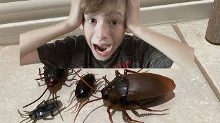 Dawson’s Summer Diaries Episode 36 Cockroach Invasion Part 1 [upl. by Silverman]