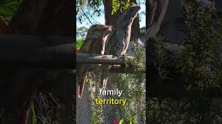 Frogmouth is a bird that is often mistaken for an owl 🐸💋🦉 birds frogmouth  owl [upl. by Burtis648]