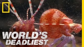 Amazing Pistol Shrimp Stun quotGunquot  Worlds Deadliest [upl. by Peery331]