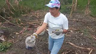 Cómo sembrar una mata de Arracacha campo agricultura colombia mexico viralvideo vypシ [upl. by Giardap741]