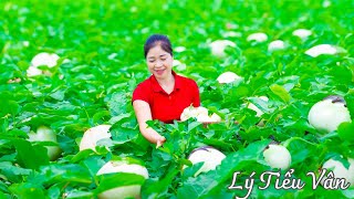 How to harvest Thai White Eggplant amp Goes to the Market Sell  Harvesting amp Cooking  Daily Life [upl. by Josiah]