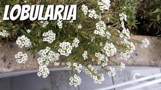 Lobularia maritima  Alisso  Alyssum maritimum  sweet alyssum [upl. by Debbra974]