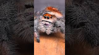 adorable jumping spider [upl. by Abram661]