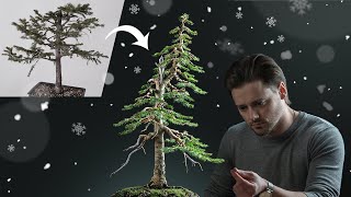 Making a Christmas Tree Bonsai [upl. by Eerrehs]