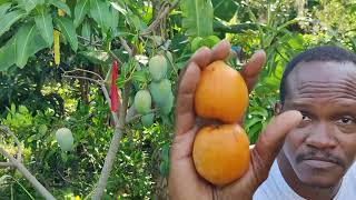 One of the LARGEST 🍋 LOQUATS in the world 🌎 [upl. by Kampmann]