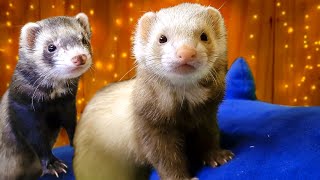 What You Need to Know About Ferrets [upl. by Nowed]