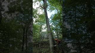 Using the timberjack 360 and a stihl 661 to keep this tree off of the fence [upl. by Landel]