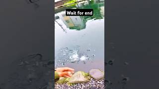 Wait for end fishinglife fishtank fisherman fishvideo river bass fish aquarium catfish [upl. by Esydnac]