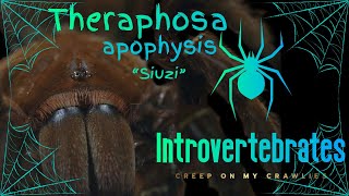 The Queen of my Tarantulas Suzie the Theraphosa apophysis [upl. by Oinotna667]