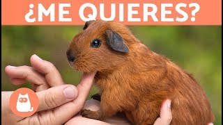 ¿Cómo saber si mi cobaya me quiere 🐹 5 señales [upl. by Delamare90]