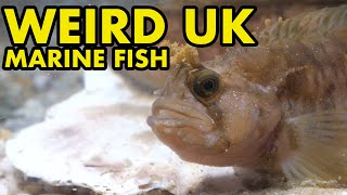 Weird Marine Fish UK [upl. by Refennej885]