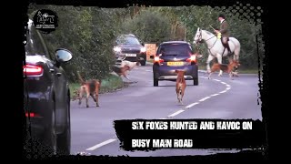 Six foxes hunted and Warwickshire Hunt havoc on main road [upl. by Nosrac]