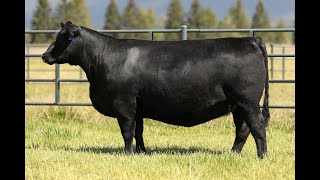 Lot 3B  Montana Donna 2056 [upl. by Rebmaed]