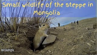 Wild Mongolia Small wildlife of the steppe  gerbils in the wild amp steppe polecat 34 [upl. by Annad546]