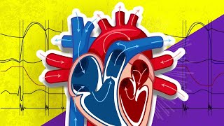 The Cardiac Cycle is SO EASY Stop Making it Hard [upl. by Nhguaved]