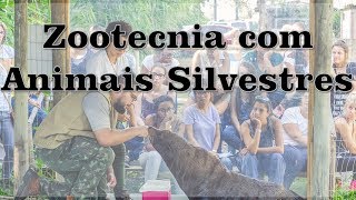 iZoo  O que é a Zootecnia na área de Animais Silvestres [upl. by Aitekram]