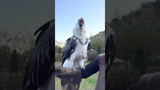 Vulture swallows big bone whole 😳🤯  🎥 Viralhog [upl. by Neeneg]