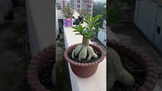 Adenium Obesum Redial root  gardening root training brunch cuttingskills viralvideo [upl. by Philcox45]