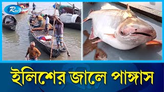 পদ্মা নদীতে জেলেদের জালে ধরা পড়ছে লাখ লাখ টাকার পাঙ্গাস  Pangas Padma river  RtvNews [upl. by Libby730]