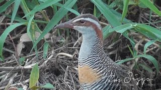 Buff Banded Rail Gallirallus philippensis Australian Bird Media [upl. by Ahsineg449]