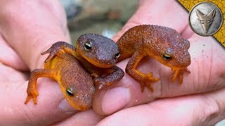 TOXIC but ADORABLE Newts [upl. by Kone]