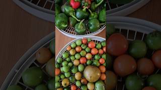 Ripening tomatoes and peppers indoors garden homegrown [upl. by Dray925]