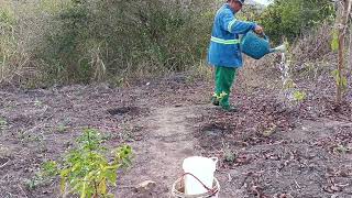 seca castigando no nordeste [upl. by Refynnej]