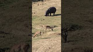 Hippo and Impala Rams at Letaba River A Midday Encounter in Kruger Park wildlife krugersafari [upl. by Brownson306]