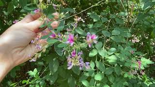 Lespedeza bicolor bush clover [upl. by Sielen]