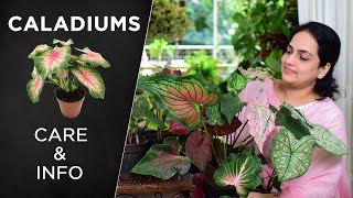 Caladium Plant Care amp Info  All you need to know indoorplants caladiums plantcare [upl. by Dewitt]