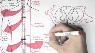 Neurology  Spinal Cord Introduction [upl. by Anitsihc]